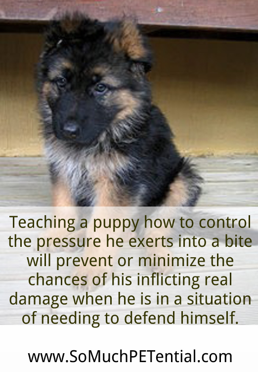 how to stop a german shepherd from nipping