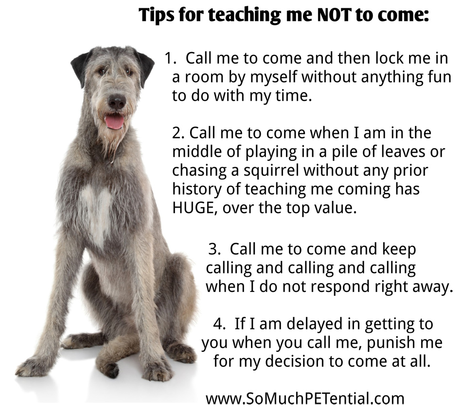 How To Teach Your Dog NOT To Come