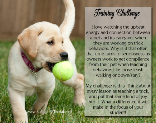 dog training tip - always teach your dog with positive reinforcement