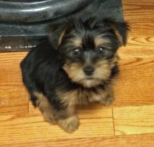 silky terrier puppy trained with positive reinforcement