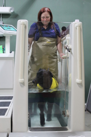 The Care Center Animal Hospital in Cincinnati has an underwater treadmill for physical therapy for dogs 