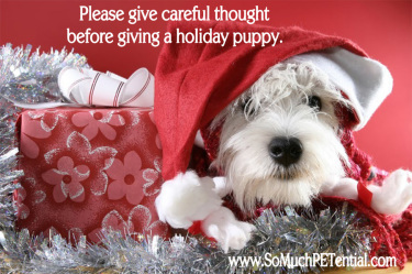 considerations before buying a Christmas puppy