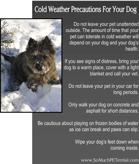 should you walk your dog in the cold