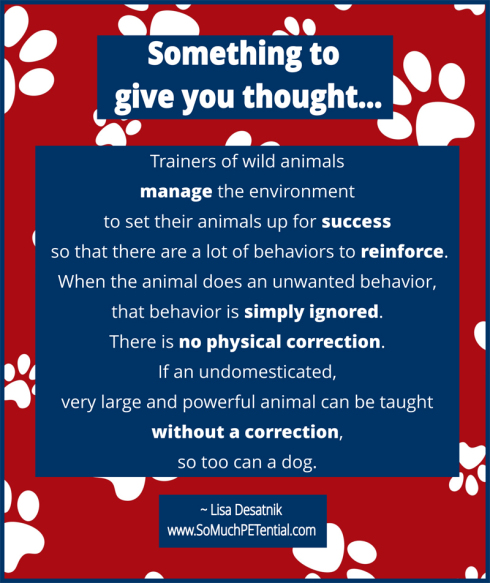 dog training tip on setting animals up for success