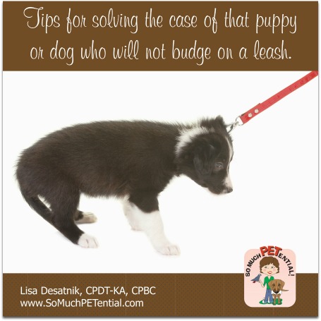 How to get a puppy hotsell to walk on the lead