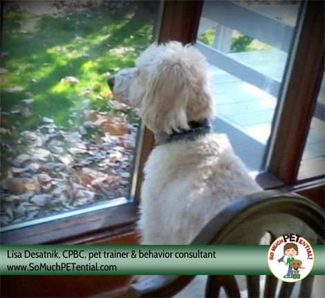 dog training tips: how to stop your dog from barking out the window