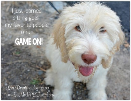 Easy Puppy Training Games  Sit Means Sit Dog Training Des Moines