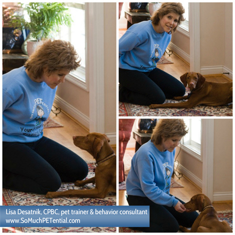 Cincinnati dog and puppy trainer with a vizsla puppy