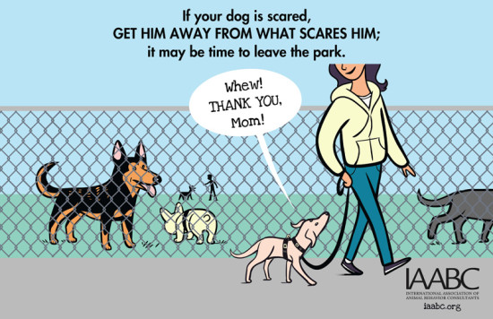 What to do if your do is scared at a dog park