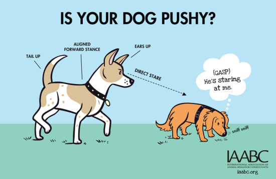 How to know if your dog is being pushy at a dog park