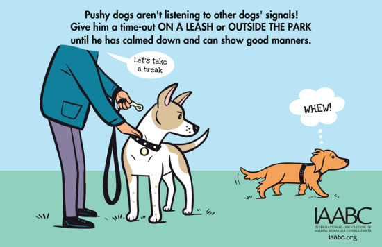 What to do if your dog is being pushy at a dog park