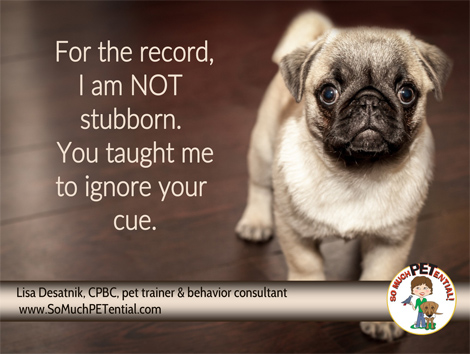 No, your dog is not 'being stubborn'! : r/VetMedCorner