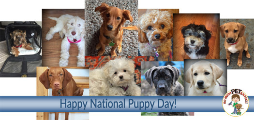 Happy National Puppy Day! These are some of the faces I have gotten to know through my dog training. 