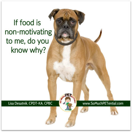 Six reasons why your dog is not motivated by food