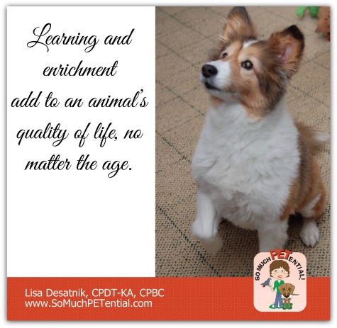 learning and enrichment add to your dog's quality of life, no matter the age