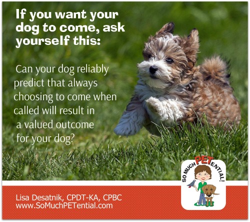 A reminder about teaching your dog a reliable recall.