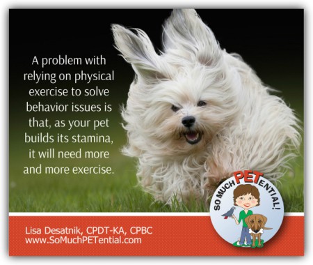 Different Dogs, Different Exercise Needs