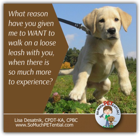 Cincinnati Certified Dog Trainer Lisa Desatnik talks about her observations when loose leash walking in dog training breaks down.
