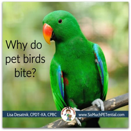 Why do pet birds bite? Lisa Desatnik answers