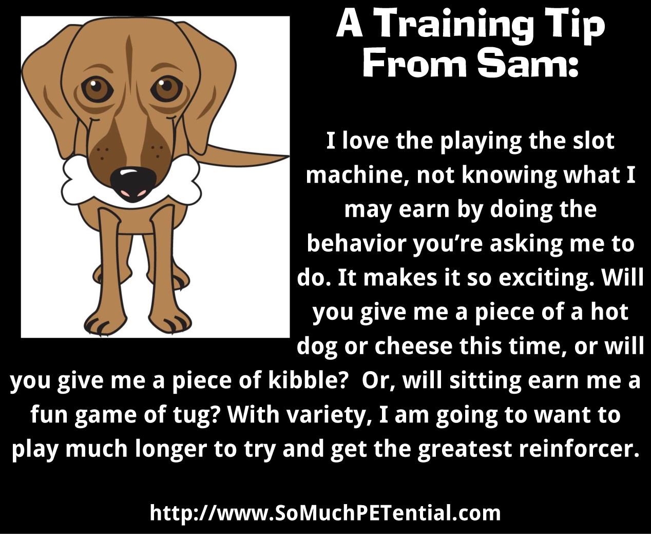 A Dog Training Tip On Reinforcement