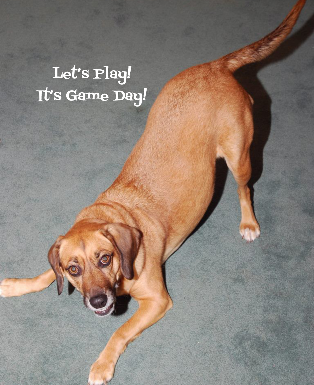 Teaching Your Dog Calm Greeting On Leash, In A Game