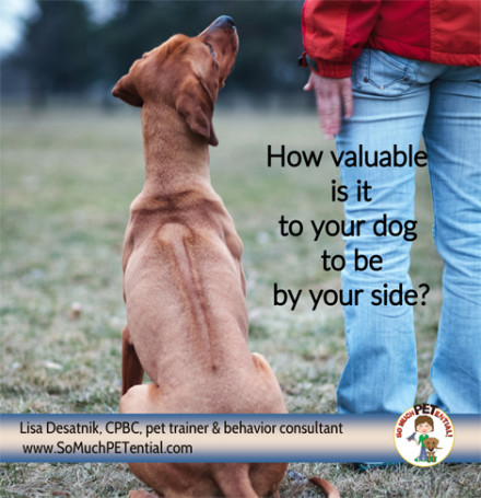 For teaching your dog loose leash walking, teach your dog to walk at your side.