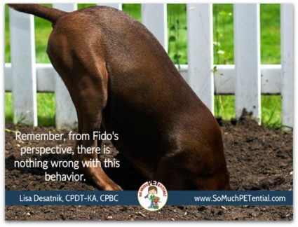 stopping or preventing your dog from digging in your yard