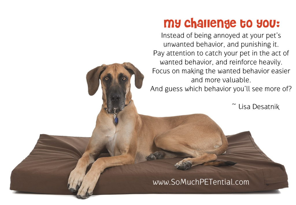 Challenge to pet owners