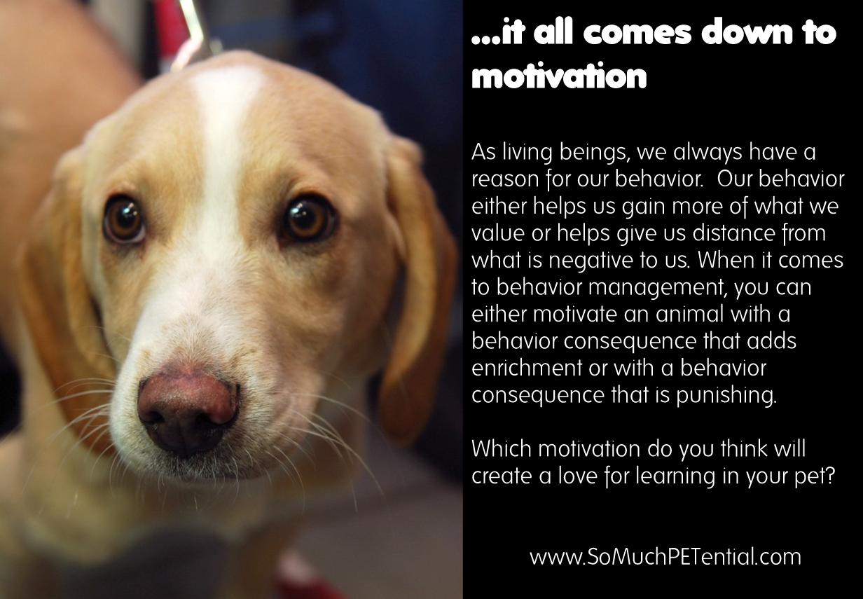 pet behavior comes down to motivation