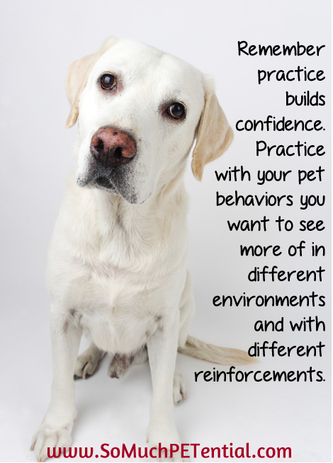 When it comes to dog and pet training - practice builds confidence