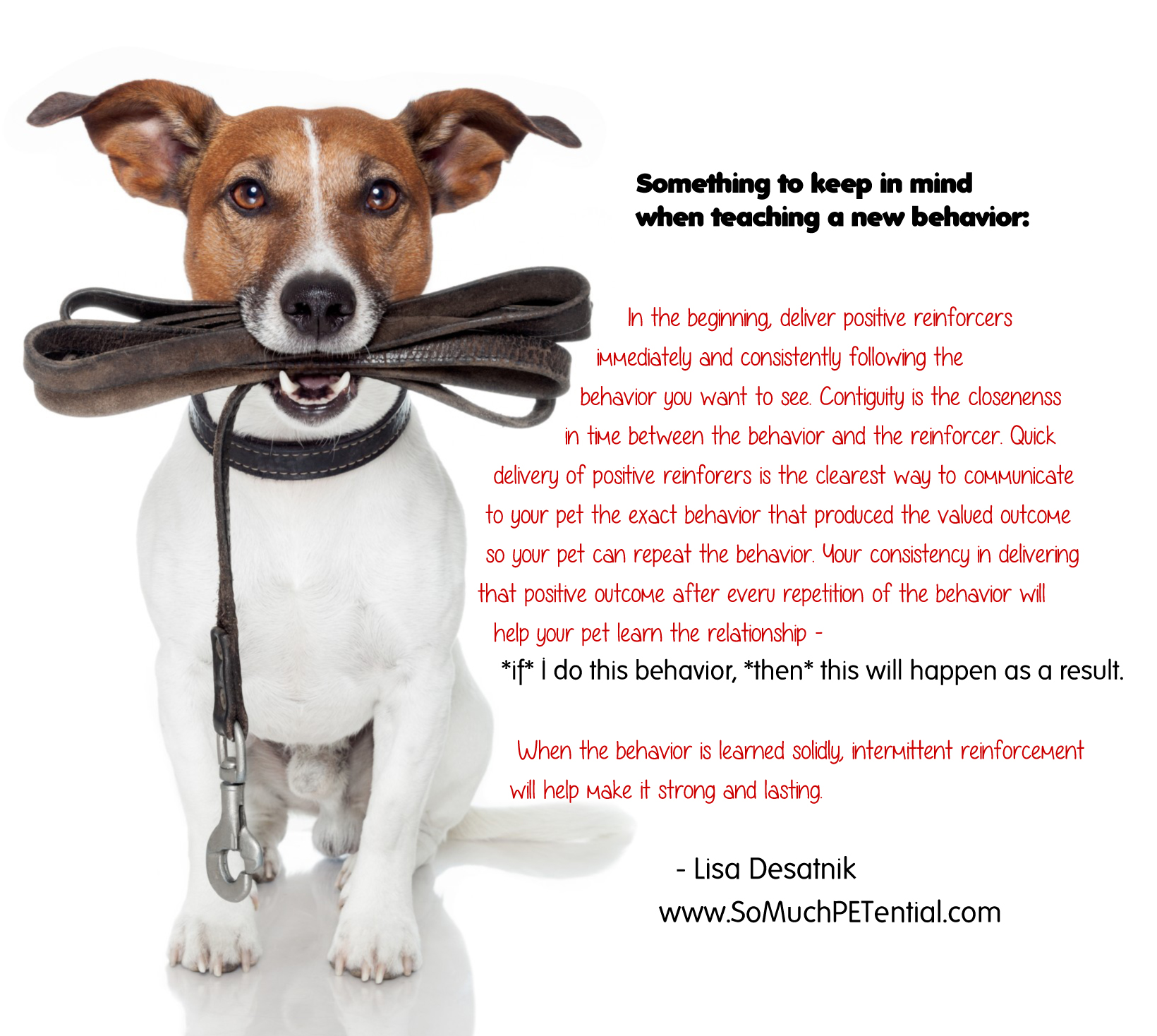 Pet training tip by Lisa Desatnik