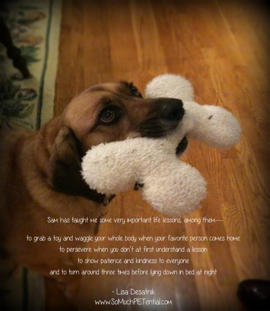 Life Lessons Learned From Our Dog Sam | Lisa Desatnik, certified dog ...