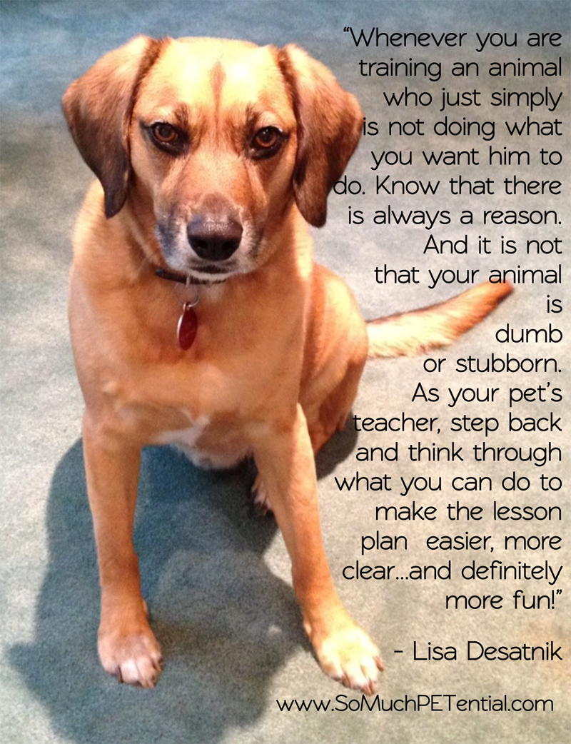 lessons learned for dog training success