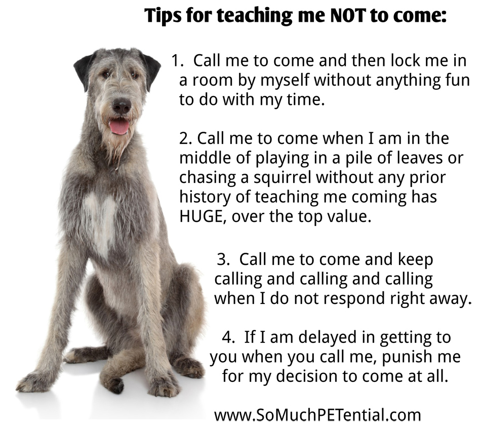 IV. Step-by-Step Guide for Teaching Your Dog to Come When Called