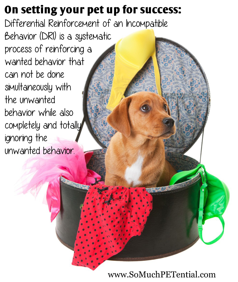 differential reinforcement of an incompatible behavior in dog training