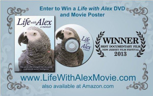 Alex the African Grey DVD