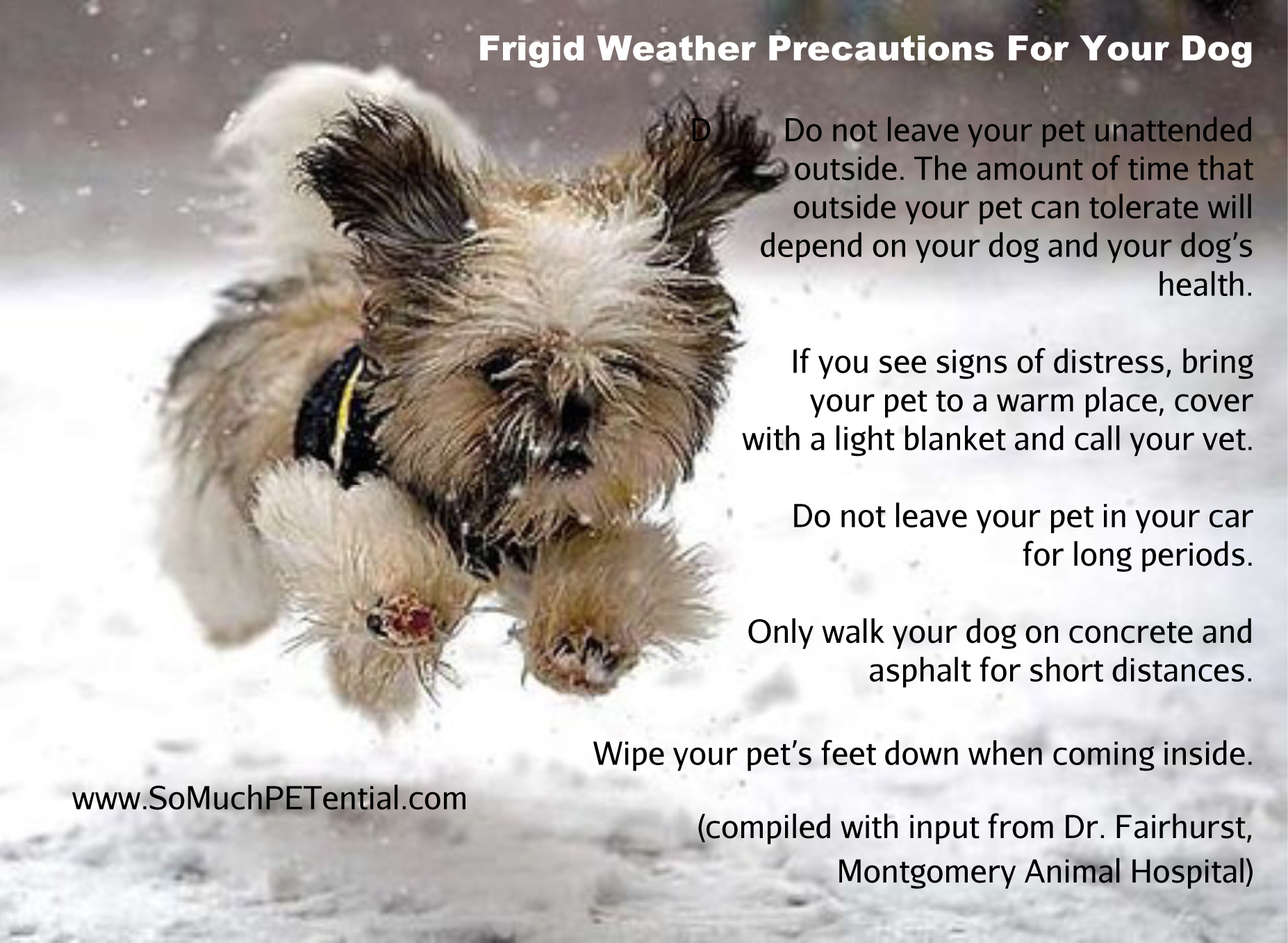 dog safety tips in frigid weather