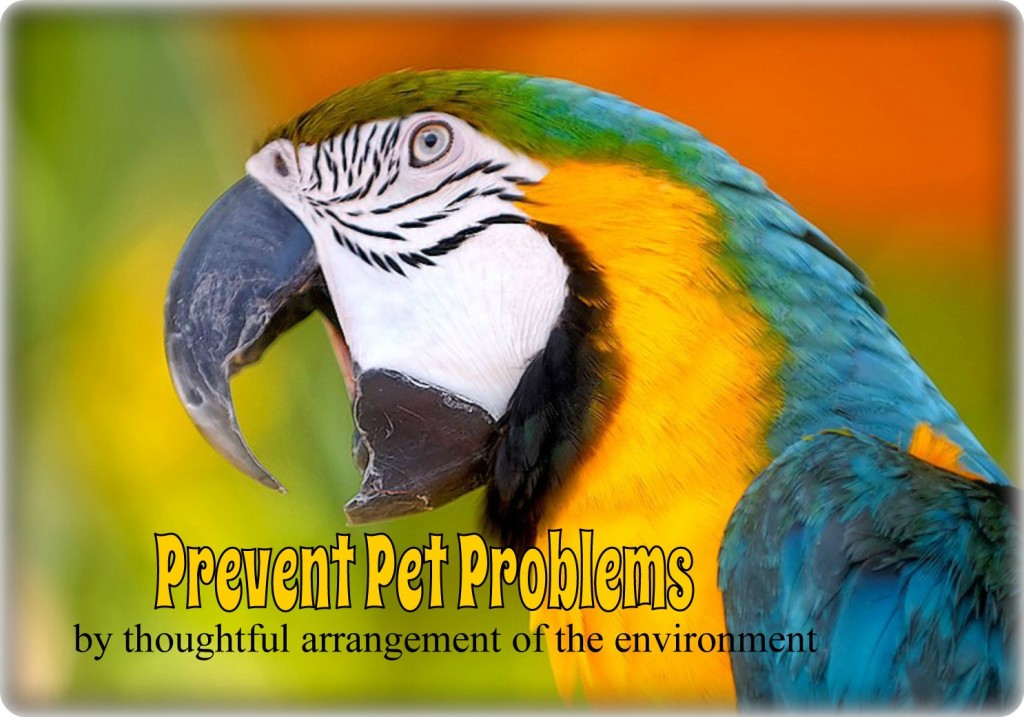 antecedent arrangement to prevent parrot screaming