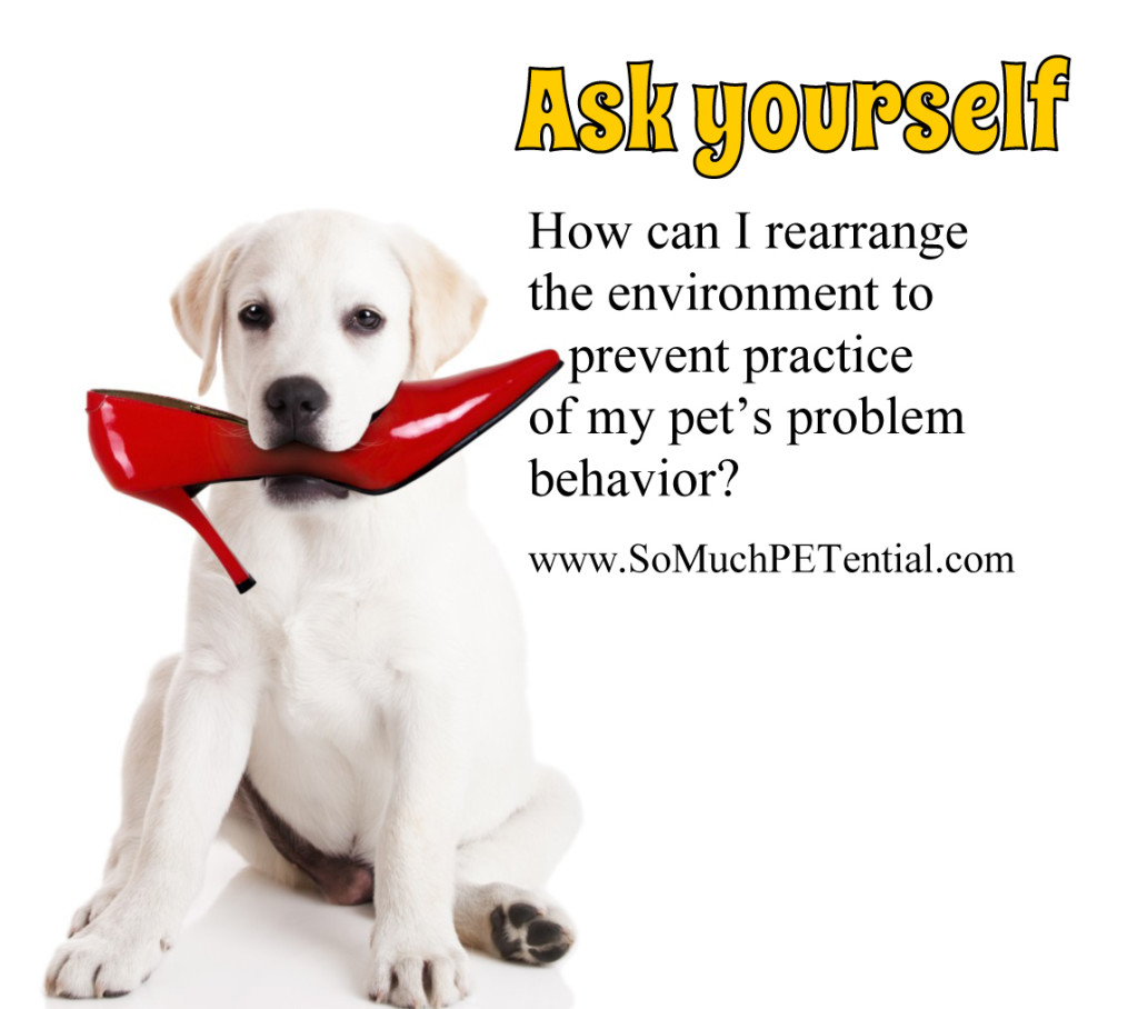 solving dog and pet behavior problem