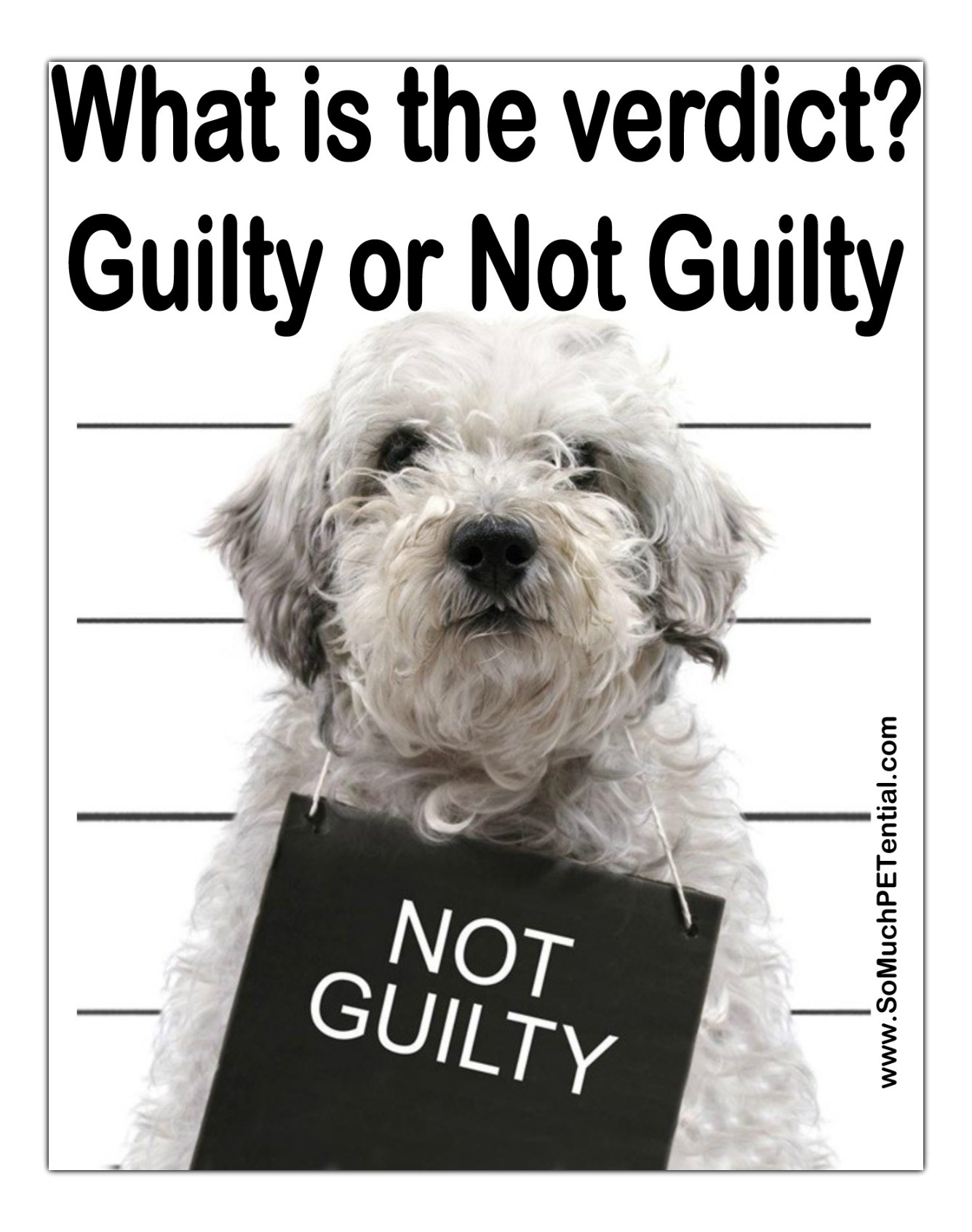 guilty dog
