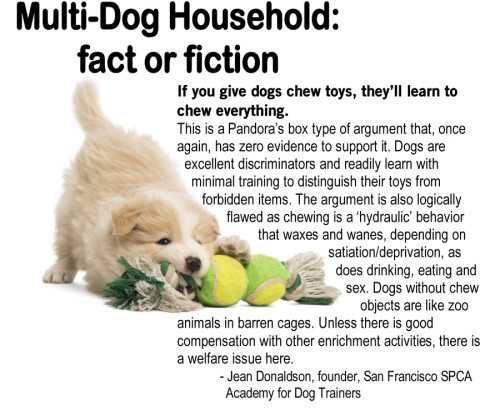 Dog myth on chew toys by Jean Donaldson