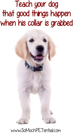 dog training - teach your dog positive association with having his collar grabbed