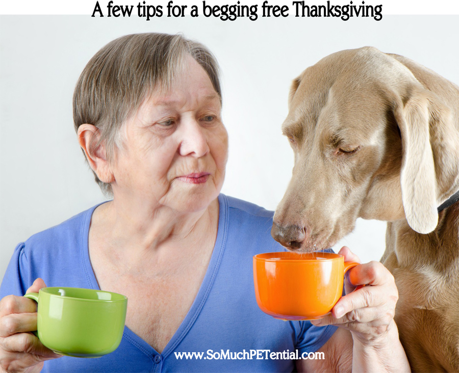 dog training tips to prevent Thanksgiving begging