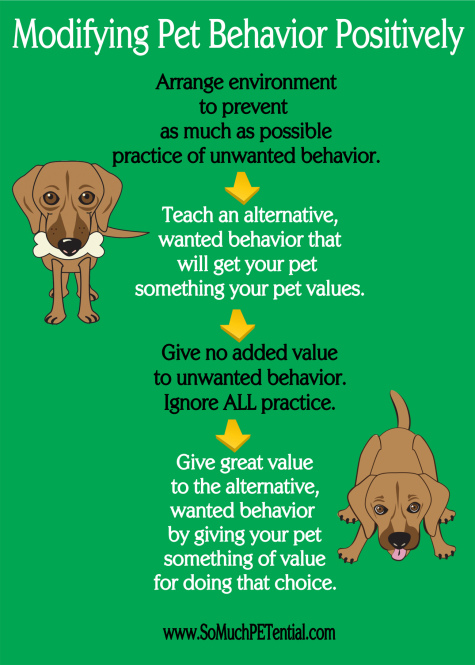 four steps to solving dog and other pet behavior problems
