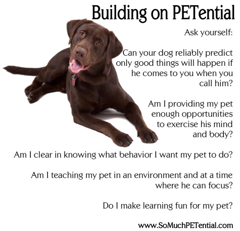 dog training tips with positive reinforcement by Lisa Desatnik