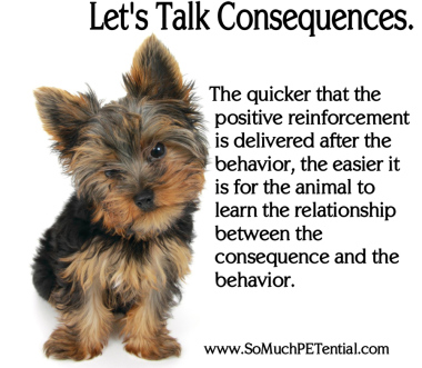 positive reinforcement consequences in dog training