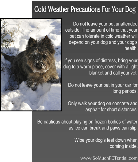cold weather safety tips for your pet dog