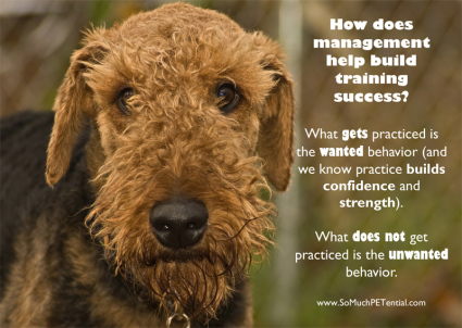 importance of management in dog and pet training success