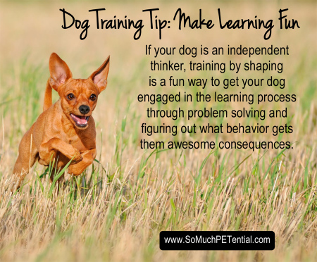 dog training tip about shaping behavior