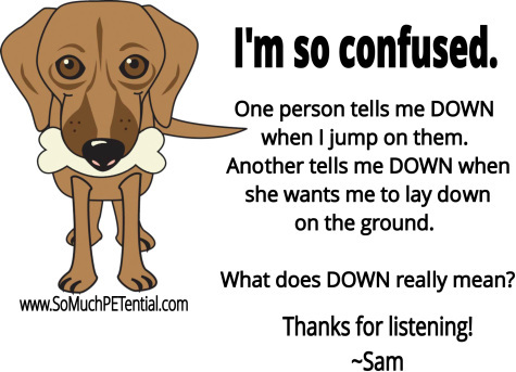 dog training tip on consistency